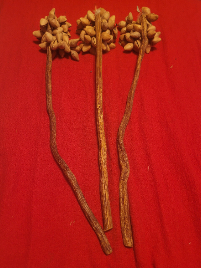 Ayahuasca Vine Rattle