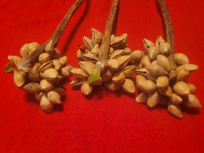 Ayahuasca Vine Rattle